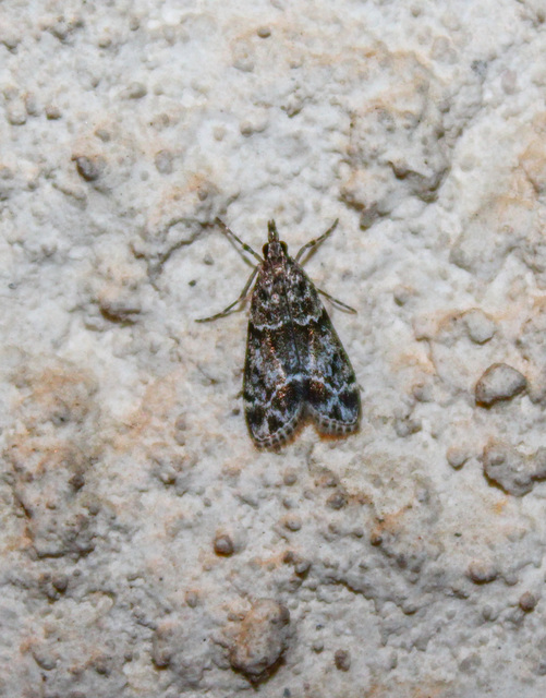 Eudonia