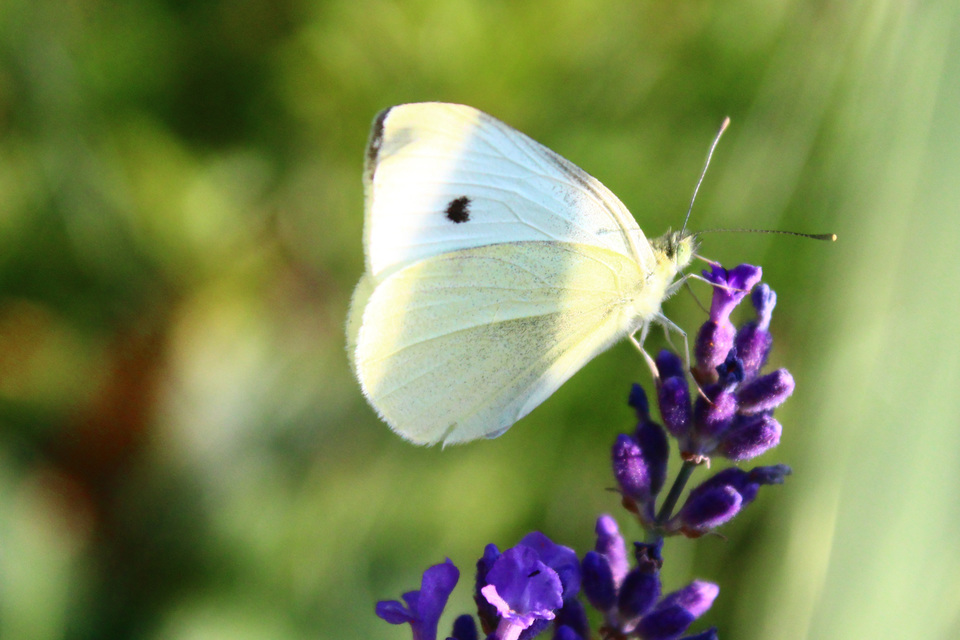 Pieris rapae - répalepke