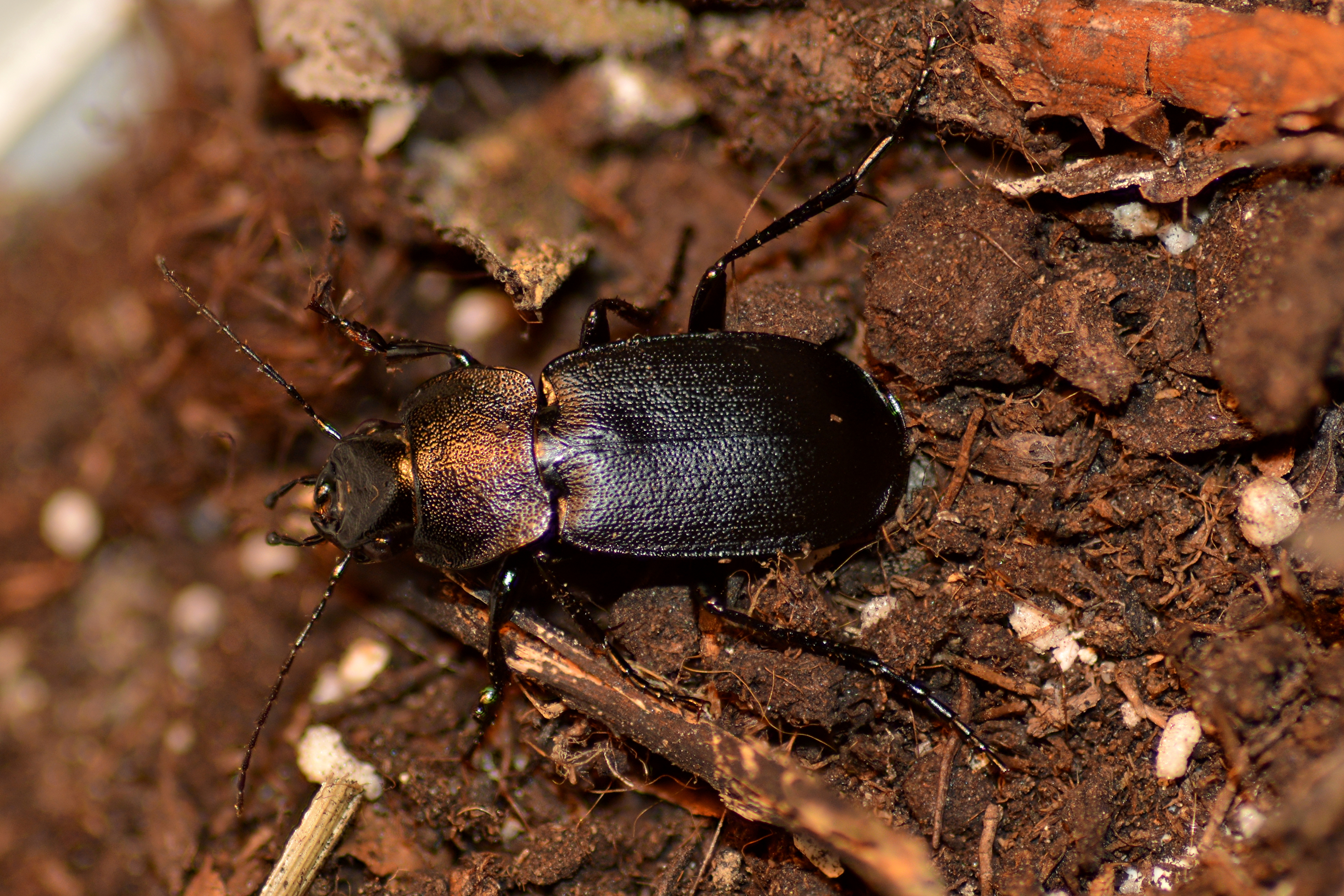 Licinus cassideus - nagy pajzsosfutonc
