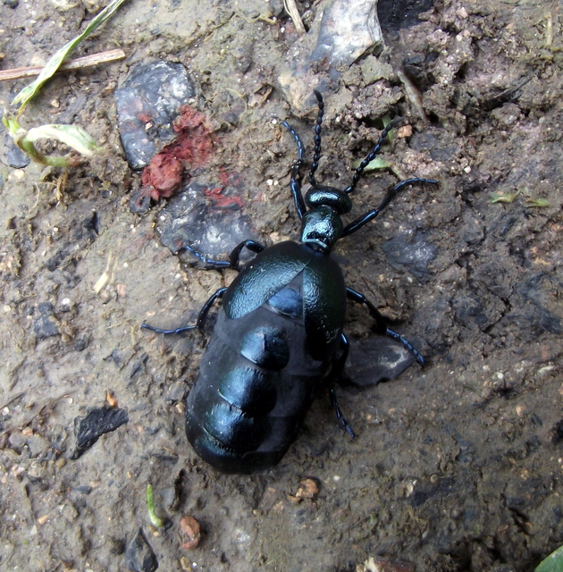 Meloe violaceus - kék nünüke