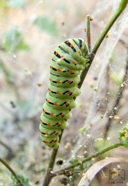 Papilio machaon - fecskefarkú lepke