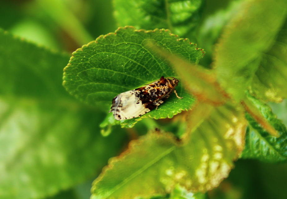 Olethreutinae