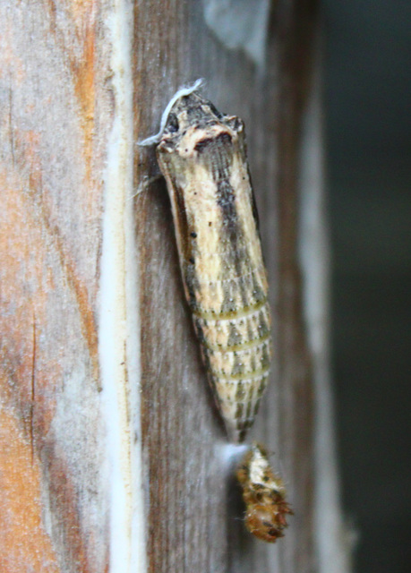 Zerynthia polyxena - farkasalmalepke