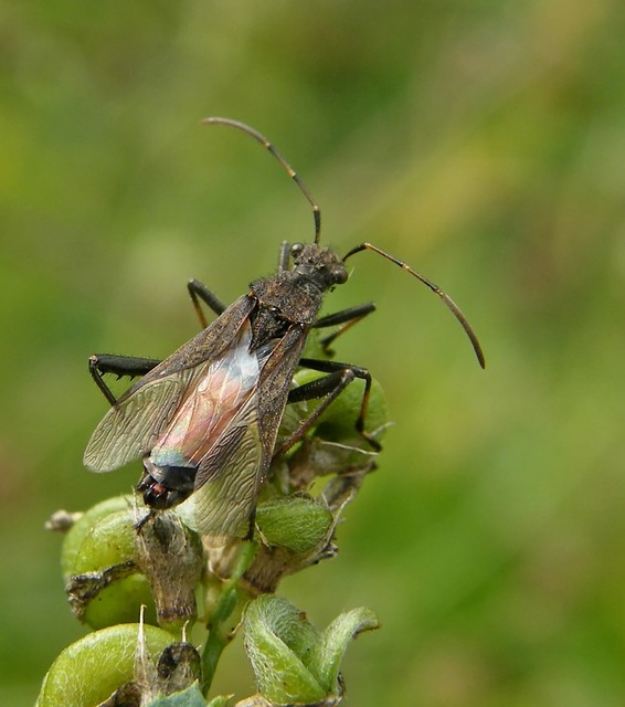 Alydus calcaratus - szőrös tövispoloska