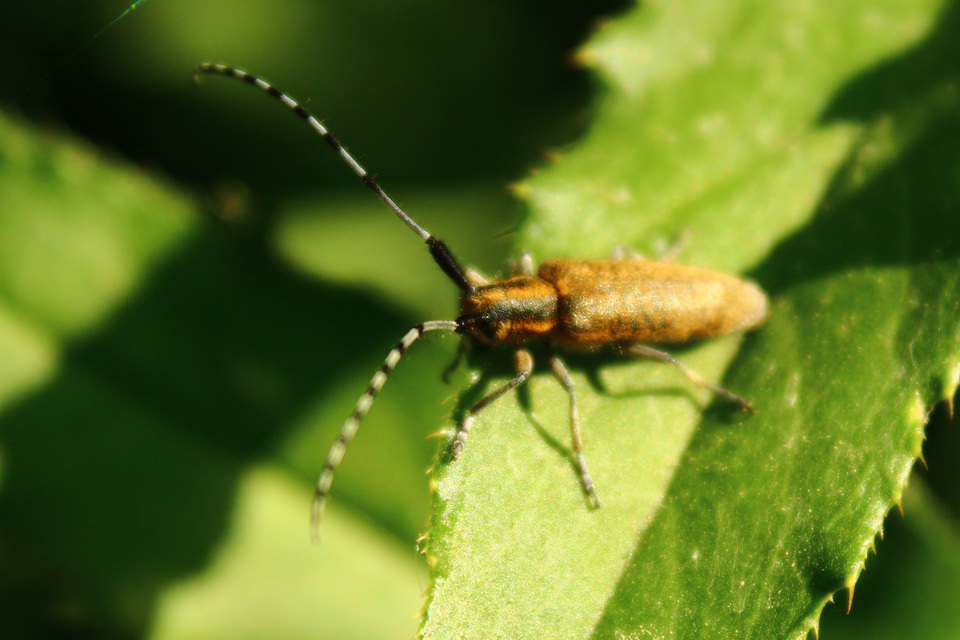 Agapanthia villosoviridescens - fehérgyűrűs bogáncscincér