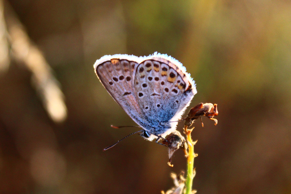Plebejus argus - ezüstös boglárka