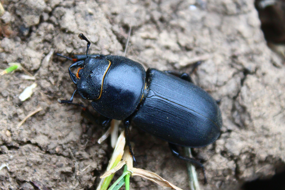 Dorcus parallelipipedus - kis szarvasbogár
