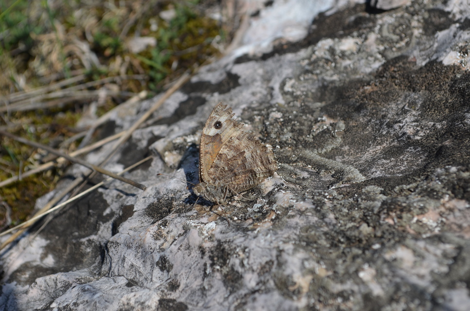 Hipparchia semele - barna szemeslepke