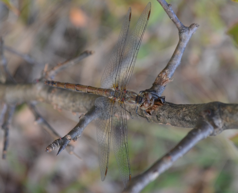 Sympetrum striolatum - harántsávos katona-szitakötő