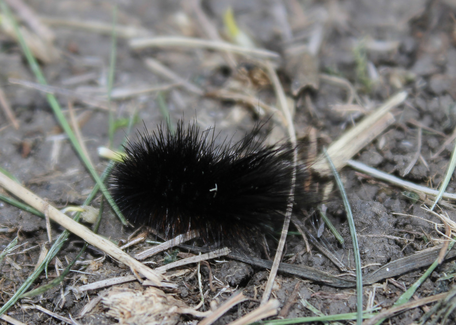 Hyphoraia aulica - barna medvelepke