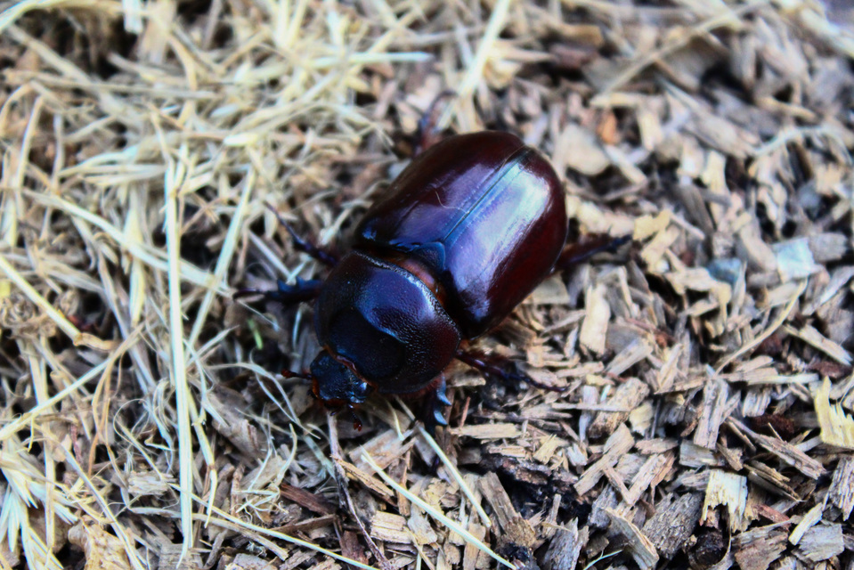 Oryctes nasicornis - orrszarvú bogár