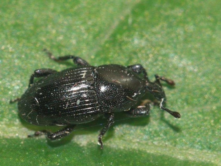 Melanobaris laticollis - lakkfényű káposztabáris