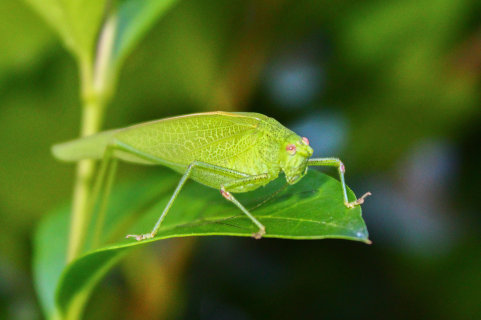 Phaneroptera nana - pontozott repülőszöcske