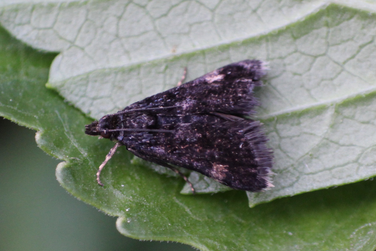 Heliothela wulfeniana - fényes kormosmoly