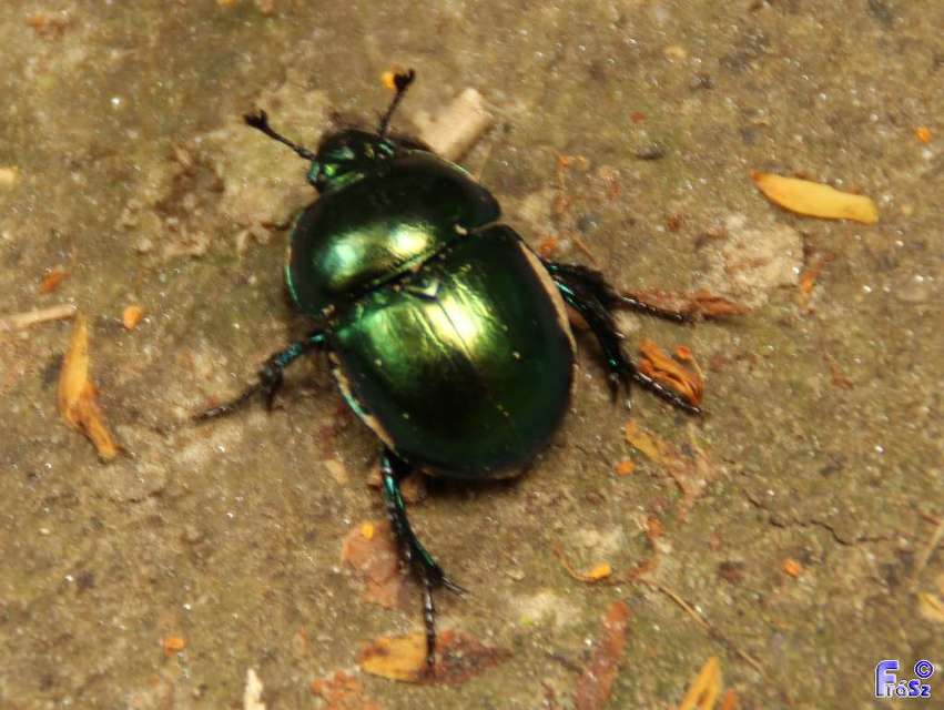 Trypocopris vernalis - tavaszi álganéjtúró
