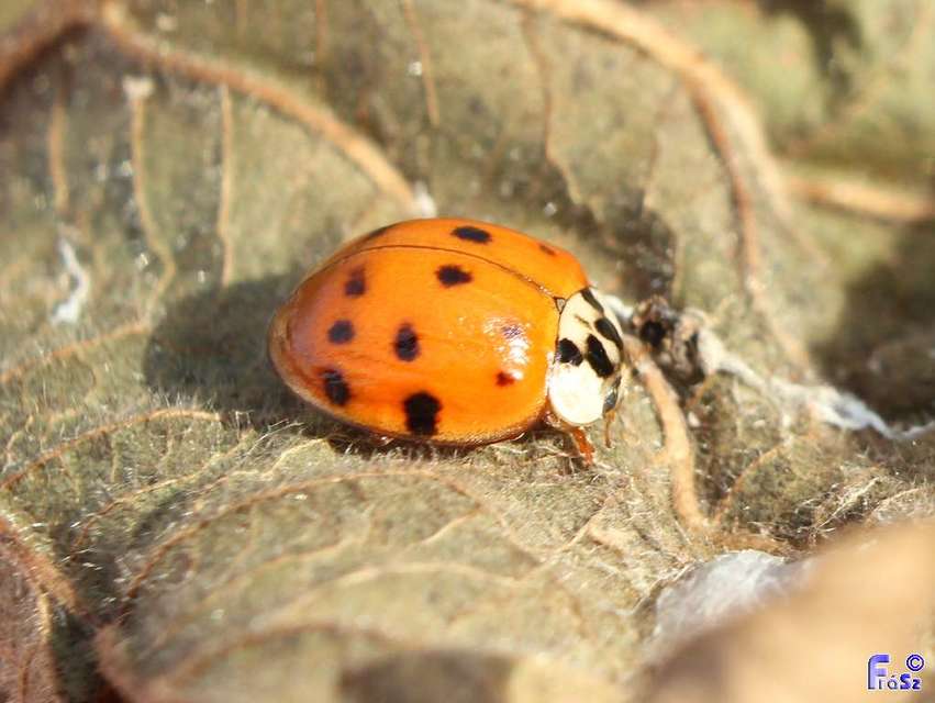 Harmonia axyridis - harlekinkatica