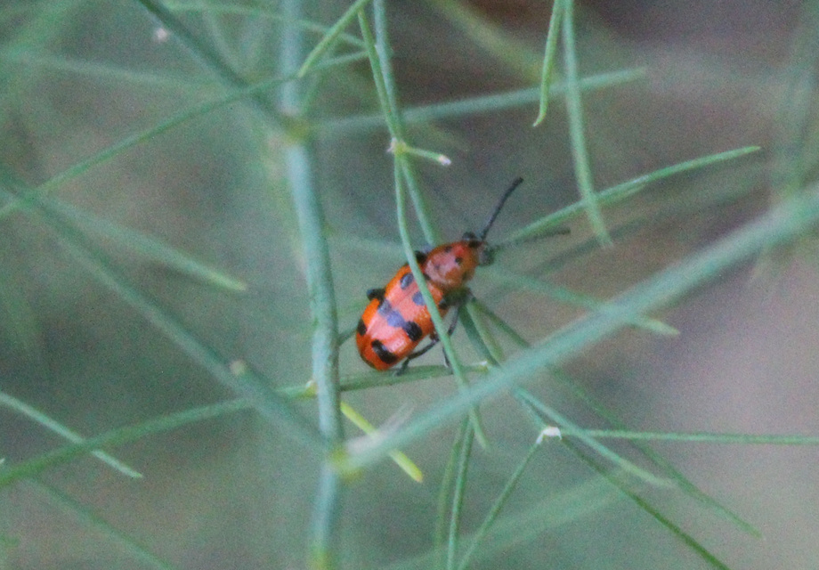 Crioceris quatuordecimpunctata - tizennégypontos spárgabogár