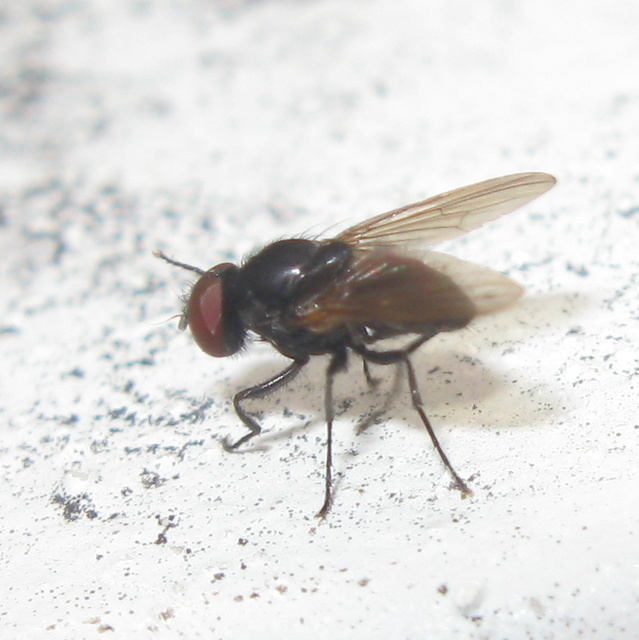 Muscidae - igazi legyek