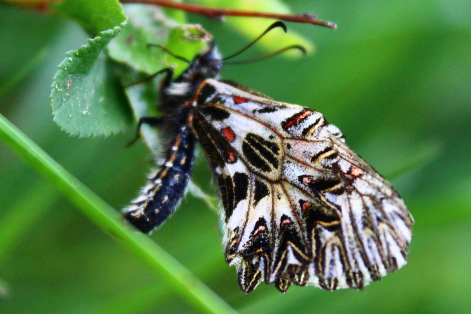 Zerynthia polyxena - farkasalmalepke
