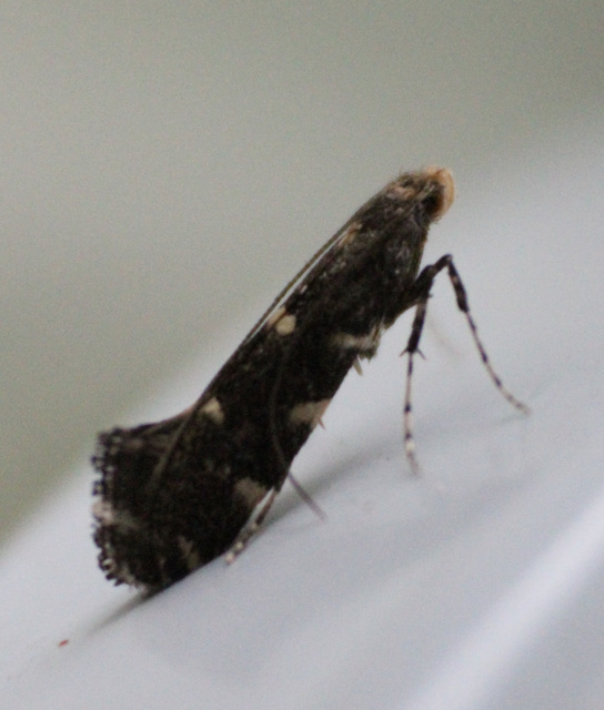 Callisto denticulella - almalevél-hólyagosmoly