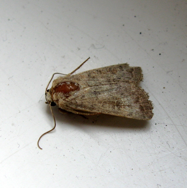 Hoplodrina