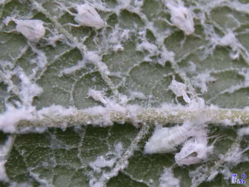 Metcalfa pruinosa - amerikai lepkekabóca Metcalfa pruinosa - amerikai lepkekabóca