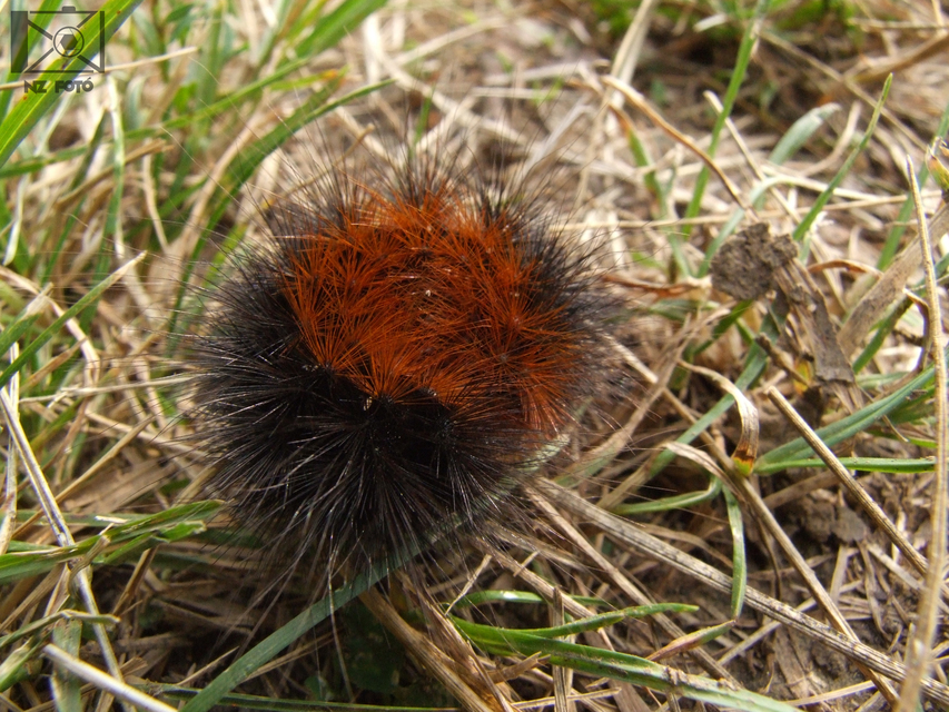 Arctia caja - közönséges medvelepke