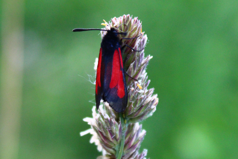 Zygaena