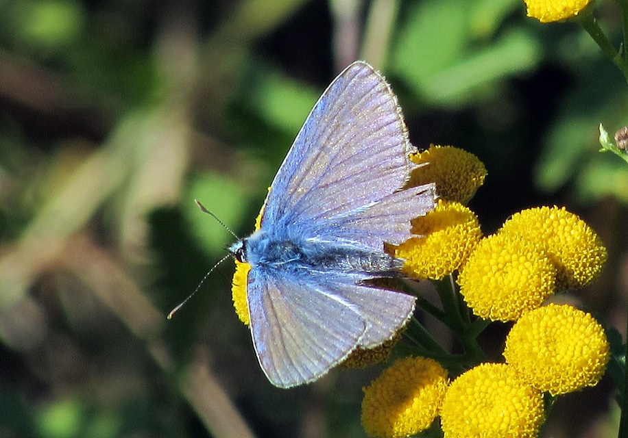 Polyommatus icarus - közönséges boglárka