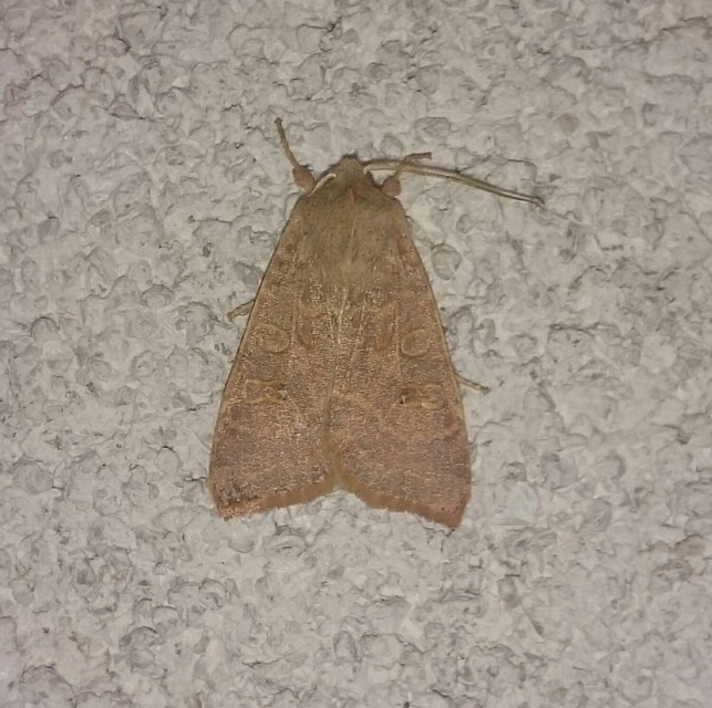 Cirrhia ocellaris - fakó sárgabagoly