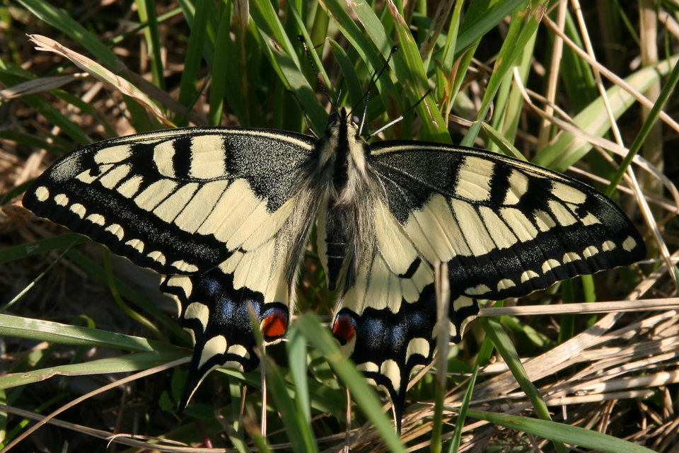 Papilio machaon - fecskefarkú lepke