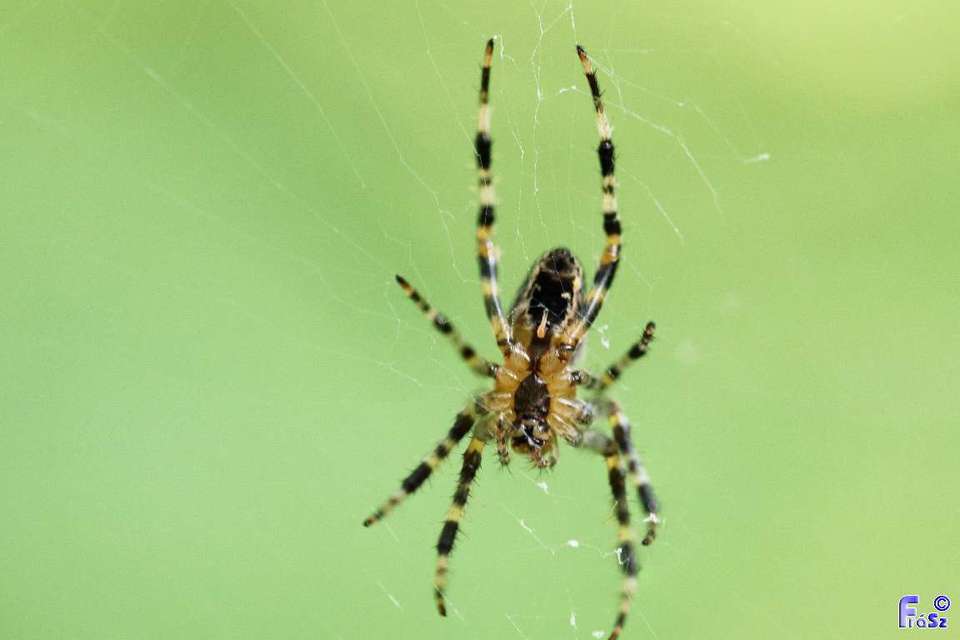 Araneus diadematus - koronás keresztespók