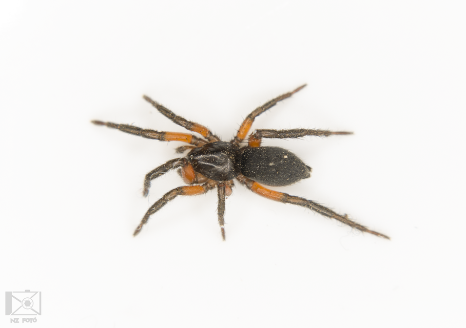Gnaphosa bicolor