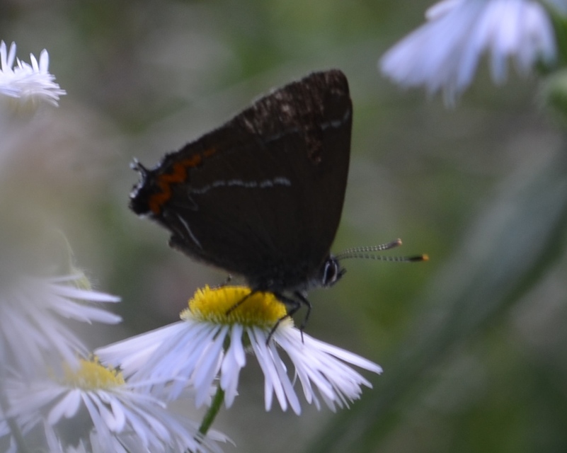 Satyrium w-album - szilfa-csücsköslepke