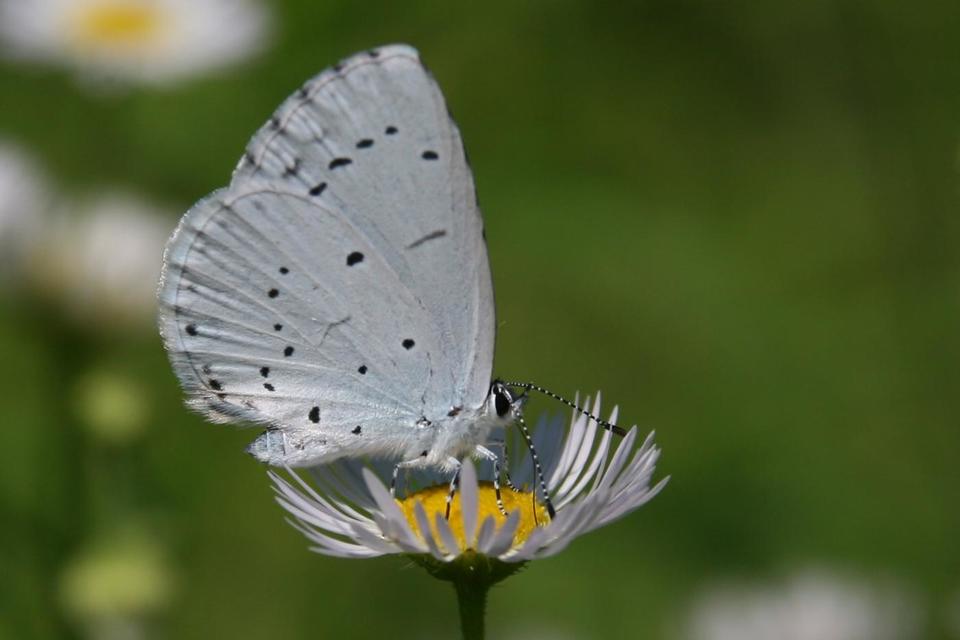 Celastrina argiolus - bengeboglárka