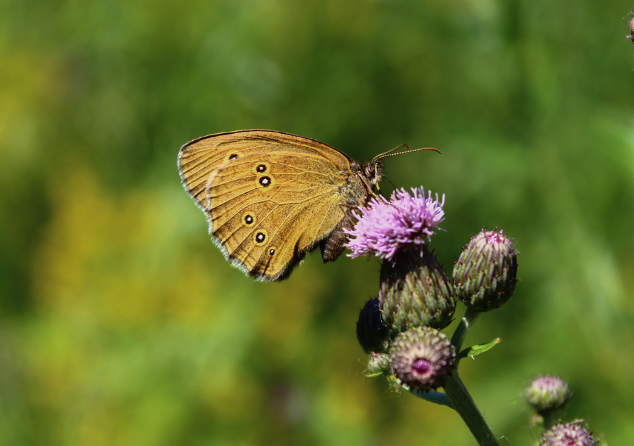 Aphantopus hyperanthus - közönséges ökörszemlepke