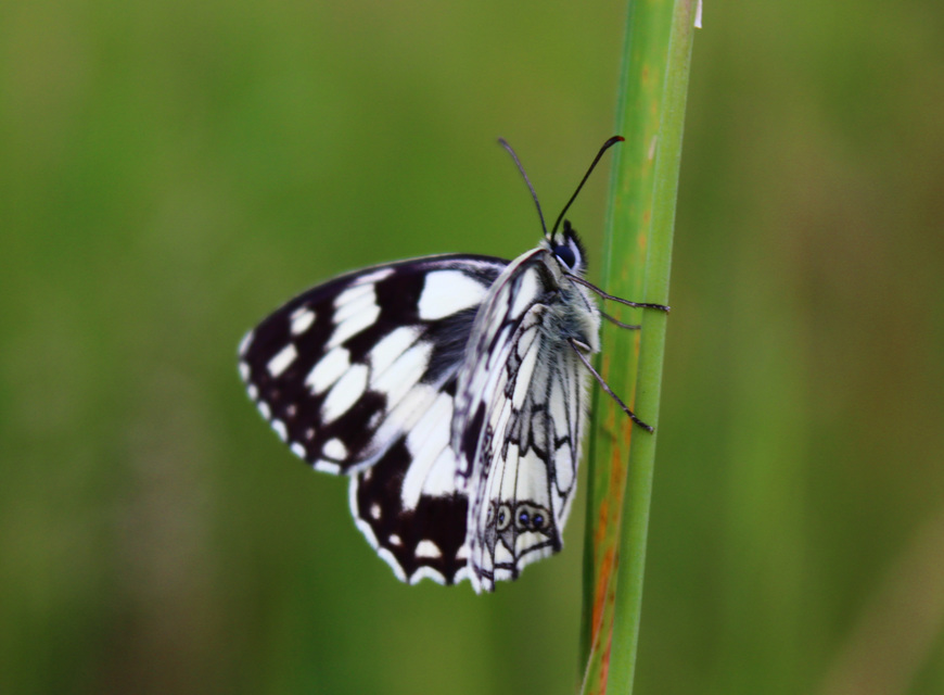 Melanargia galathea - sakktáblalepke