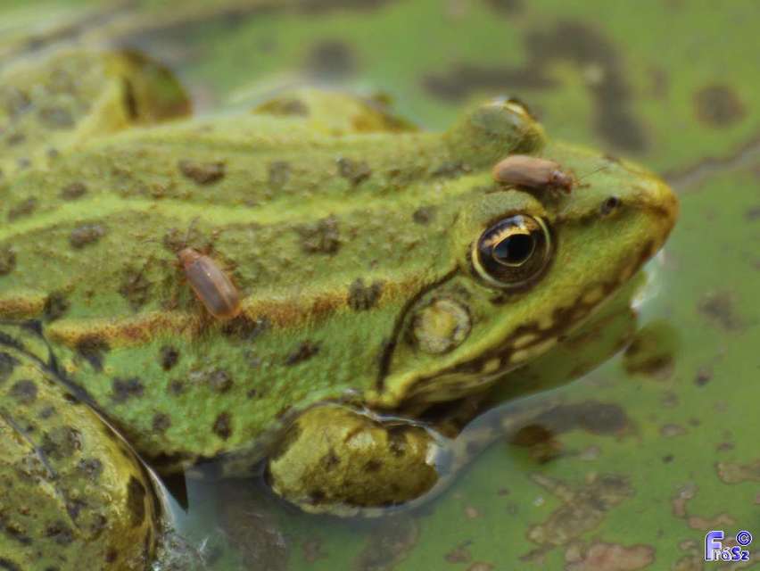 Galerucella nymphaeae - tavirózsa olajosbogár