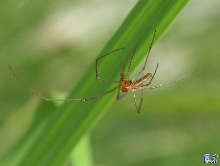 Tetragnatha