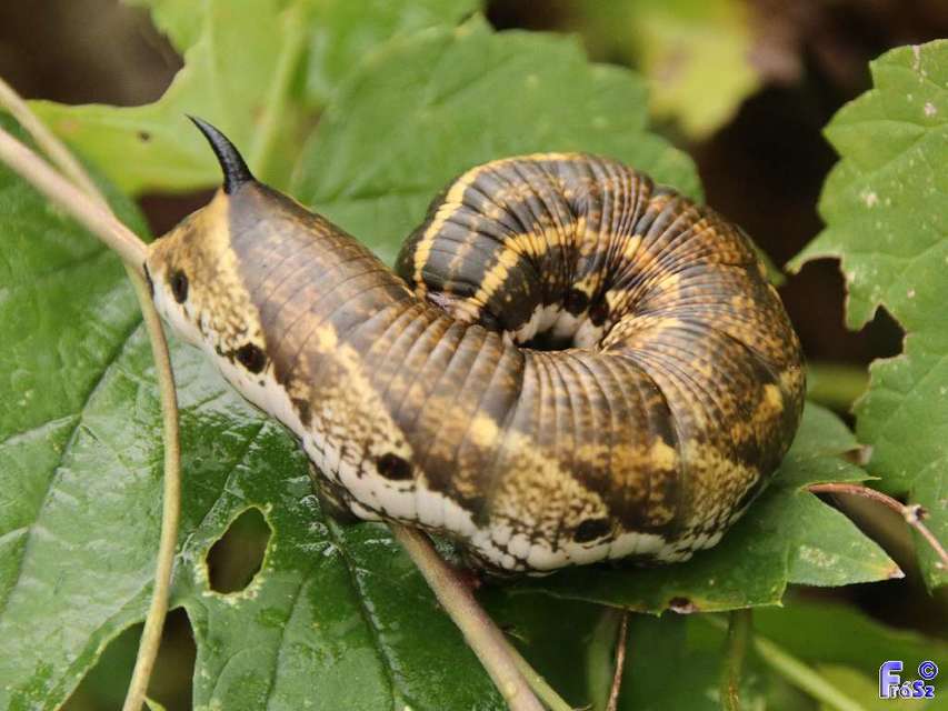 Agrius convolvuli - szulákszender