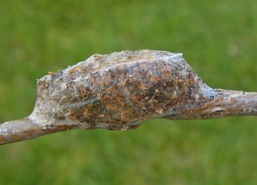 Cerura erminea - hermelin-púposszövő