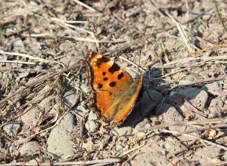 Nymphalis polychloros - nagy rókalepke