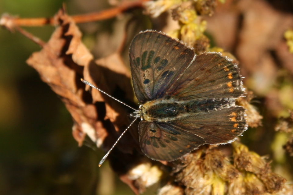 Lycaena tityrus - barna tűzlepke