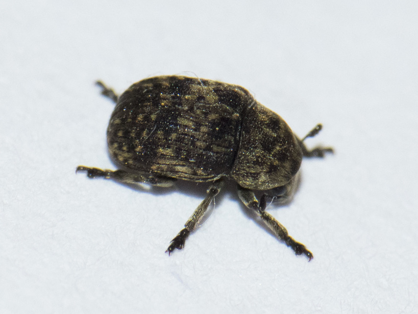 Anthribus nebulosus - ködfoltos pajzstetvész-orrosbogár