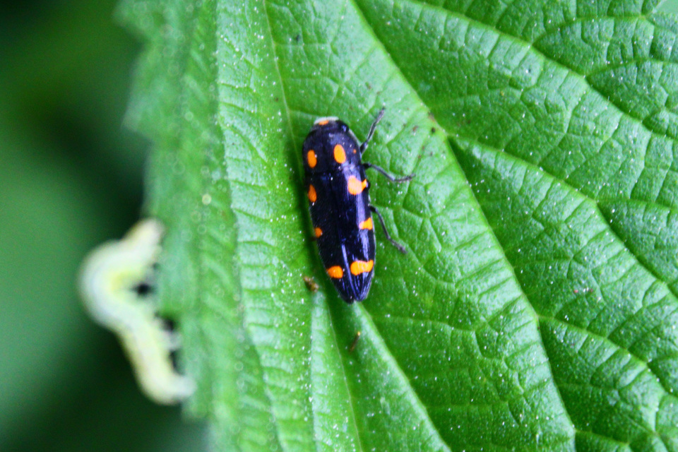 Ptosima undecimmaculata - sárgafoltos díszbogár