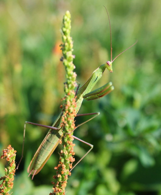 Mantis religiosa - imádkozósáska