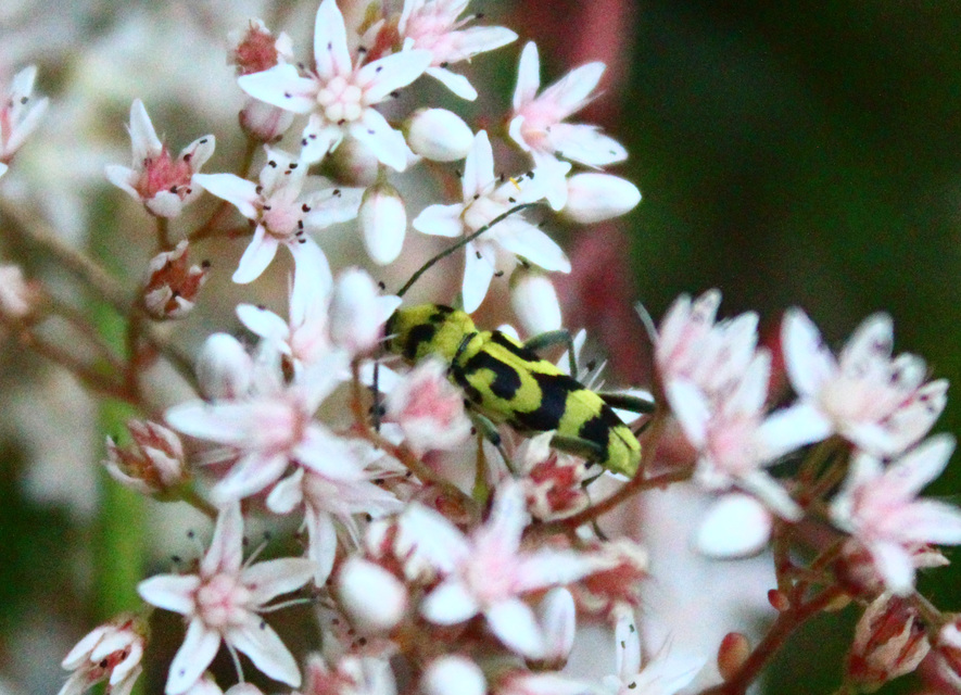 Chlorophorus varius - díszes darázscincér