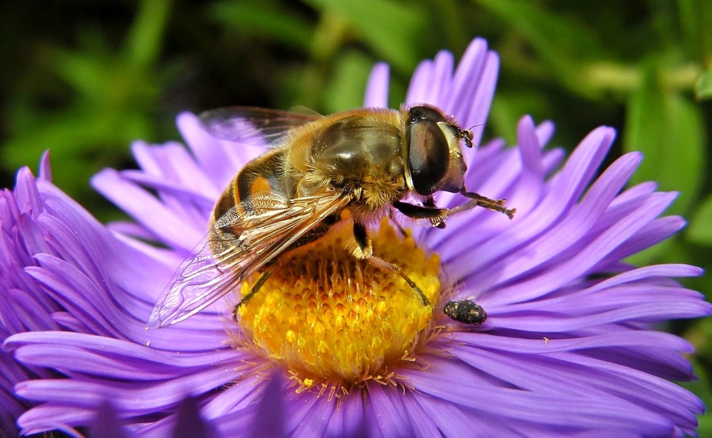 Eristalis tenax - közönséges herelégy