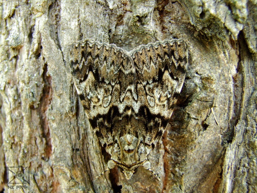 Catocala promissa - kis tölgyfa-övesbagoly