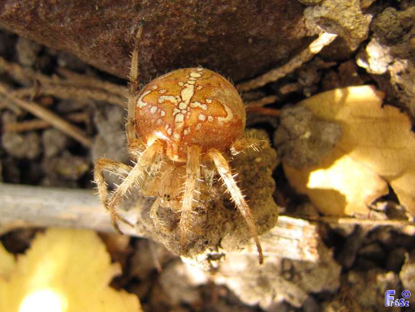 Araneus diadematus - koronás keresztespók